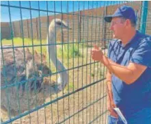  ?? ?? Fieldman junto a varias personas han logrado rescatar a unos 2.500 animales, pero se estima que entre el 50% y el 80% de los que había en el zoo de Járkov han huido por las bombas