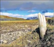  ?? AFP ?? A Woolly mammoth tusk emerging from permafrost on central Wrangel Island, located in northeaste­rn Siberia.