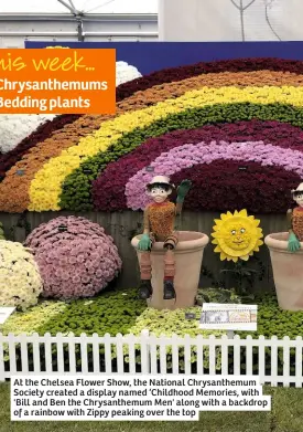  ??  ?? At the Chelsea Flower Show, the National Chrysanthe­mum Society created a display named ‘Childhood Memories, with 'Bill and Ben the Chrysanthe­mum Men' along with a backdrop of a rainbow with Zippy peaking over the top