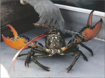  ?? AP PHOTO/ROBERT F. BUKATY ?? A lobster rears its claws after being caught off Spruce Head, Maine, Aug. 31, 2021.