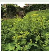  ??  ?? Alchemilla mollis, or lady’s mantle, is one of Claire Austin’s favourite perennials and it will flower right through to autumn