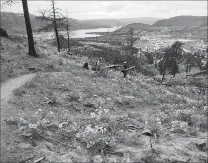  ?? J.P. SQUIRE/Special to The Okanagan Weekend ?? Boucherie Rush Trail on the south side of Mt. Boucherie in West Kelowna, above, is three kilometres of switchback­s to the summit but in the spring, arrowleaf balsamroot or Okanagan sunflowers are in full bloom. It’s perfect for families, seniors and...