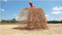  ??  ?? A FARMER makes the most of the hot temperatur­e as he sun dries rice grain in Bulacan.