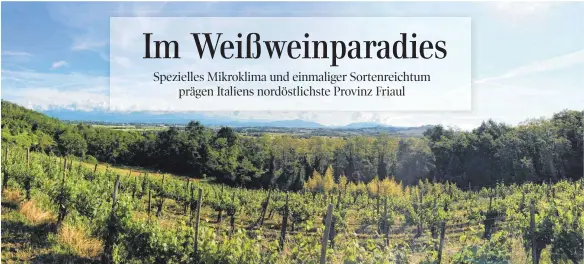  ?? FOTO: KLINK ?? Der sanft hügelige Landstrich zwischen Udine und Triest mit seinen zahlreiche­n Rebgärten bringt einzigarti­ge Weine hervor.