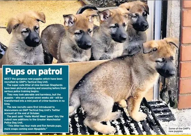  ??  ?? Some of the GMP’s new puppies