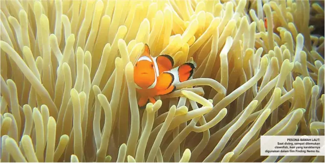  ??  ?? PESONA BAWAH LAUT: Saat diving, sempat ditemukan clownfish, ikan yang karakterny­a digunakan dalam film Finding Nemo itu.