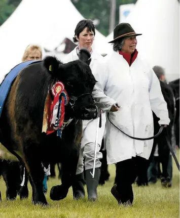  ??  ?? Anne Bell has had a successful showing career with her Belted Galloways. She is pictured leading Mochrum Jadee in the winners’ parade at the Royal Highland Show in 2009. Champion Clifton Hercules, now a stock bull (below). Clifton Absolutely Fabulous, who won the Heifer Yearling class at the Great Yorkshire Show in 2017 (bottom).