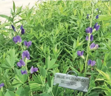  ?? SUBMITTED PHOTOS ?? Native plants can do wonders for landscapin­g because they come in a variety of colors and are already adapted to the state’s environmen­t.