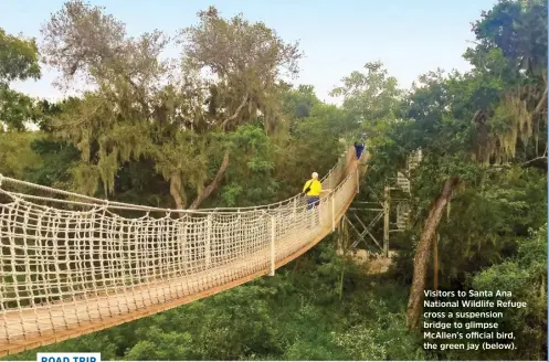  ??  ?? Visitors to Santa Ana National Wildlife Refuge cross a suspension bridge to glimpse McAllen’s official bird, the green jay (below).