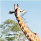 ?? ?? Super/natural: a giraffe filmed in Ol Pejeta National Park
