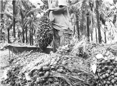  ??  ?? Malaysia's plantation sector might see a weak 4Q, continuing its disappoint­ing streak and ending the year on a low note, analysts observed. — Reuters photo