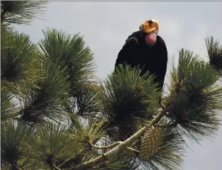  ?? MARCIO JOSE SANCHEZ — THE ASSOCIATED PRESS ?? Getting a bird’s-eye view, a California condor perches atop a pine tree in the Los Padres National Forest east of Big Sur in 2008.