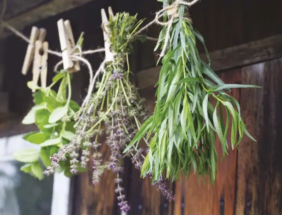  ??  ?? Tie sprigs or branches of herbs into small bunches and hang — leaves downward — to dry herbs.