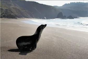  ?? Brant Ward / The Chronicle 2011 ?? After stints at the Marine Mammal Center, some animals return to the water at Rodeo Beach.