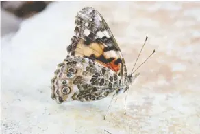  ??  ?? Driven by rainy weather in the southern U.S., an influx of painted lady butterflie­s is expected in Alberta for the first time since 2005.