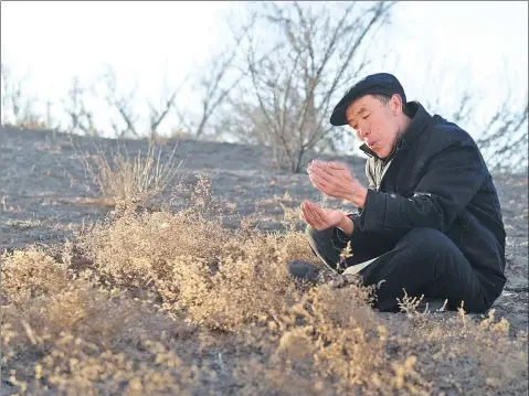  ?? XUE CHAOHUA / CHINA DAILY ?? Guo Wangang, head of Babusha Forest Farm, inspects plants growing in a previously barren area of Gulang county, Gansu province.