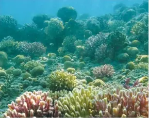  ?? (National Nature and Parks Authority) ?? EILAT’S CORAL BEACH Nature Reserve has stunning reefs and an abundance of marine life.