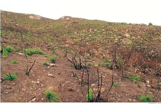  ?? FERNANDO OJEDA ?? Monte Comares, siete meses después de un incendio (2014).