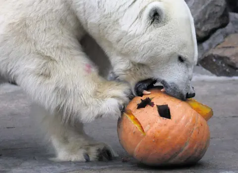  ??  ?? LAPPING IT UP: A polar bear called Uslada eats a carved pumpkin at the zoo in St Petersburg, Russia. Photo: Reuters