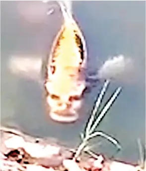 Fish with 'human face' is creeping people out - PressReader