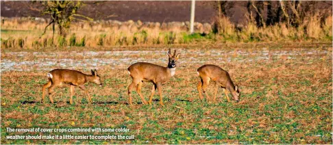  ?? ?? The removal of cover crops combined with some colder weather should make it a little easier to complete the cull