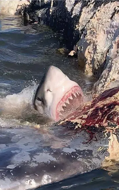  ?? COuRTESy OF cApT. cHip MicHALOvE OF OuTcAST SpORT FiSHiNg ?? JUST WHEN I THOUGHT IT WAS SAFE TO GO BACK IN THE WATER: A shark is seen devouring a dead right whale off Hilton Head Island, S.C., last week. Up to 40 sharks were seen eating the right whale off the coast of South Carolina.