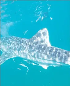  ??  ?? This 4.5m long juvenile male whale shark was first identified by the team from UMS off Gaya Island on March 13.