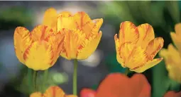  ?? COURTESY ?? Think Spring. Spend a day at the Philadelph­ia Flower Show. Trips are offered by five organizati­ons.