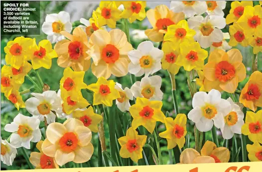  ??  ?? SPOILT FOR
CHOICE: Almost 3,000 varieties of daffodil are available in Britain, including Winston Churchill, left