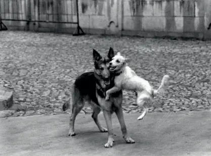  ??  ?? D’autore Uno scatto di Elliott Erwitt Il celebre fotografo ha ritratto molto spesso i cani