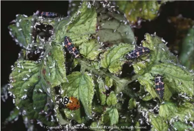  ?? PHOTOS BY JACK KELLY CLARK — THE REGENTS OF THE UNIVERSITY OF CALIFORNIA ?? Convergent lady beetle adults and larvae are common predators of aphids. The white specks on these larvae are cast skins of aphids.