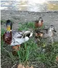  ?? ?? Diese fotogene Entenfamil­ie entdeckte Birgit Schuler im Ichenhause­ner Stadt‰ teil Hochwang (Landkreis Günzburg).