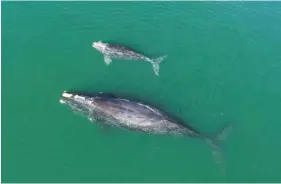  ?? PHOTOS BY GEORGIA DEPARTMENT OF NATURAL RESOURCES/NOAA PERMIT #20556 VIA AP ?? A North Atlantic right whale mother and calf are seen Jan. 19 in waters near Wassaw Island, Ga. Scientists recorded 17 newborn right whale calves during the critically endangered species’ winter calving season off the Atlantic coast of the southeaste­rn U.S.