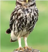  ??  ?? Birdbrain: A little owl