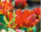  ??  ?? Left to right: Velvety and vibrant parrot tulip ‘Rococo’; deciding on flowers for the veg patch; rooting pelargoniu­m cuttings; a bee clings to the bubblegum petals of lantana ‘Calippo Tutti Frutti’.