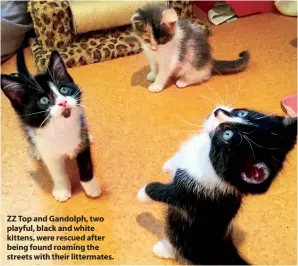  ??  ?? ZZ Top and Gandolph, two playful, black and white kittens, were rescued after being found roaming the streets with their littermate­s.