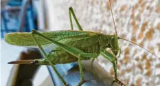  ??  ?? Auf einem Gartenstuh­l landete dieses grüne Heupferd. Max Trometer aus Zusmars‰ hausen (Kreis Augsburg) ist eine scharfe Aufnahme des Insekts gelungen.