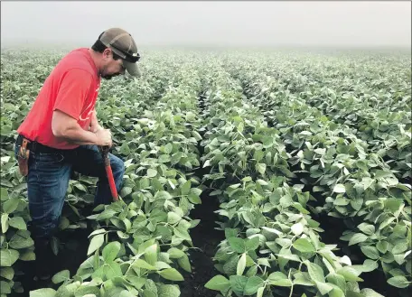  ?? Don Lee Los Angeles Times ?? DOUG SAATHOFF, a Nebraska soybean farmer, says, “I don’t know if we’re ready to rebel or not. But let’s just get the trade policy done.”