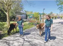  ?? COURTESY OF VIRGINIA ZOO ?? Virginia Zoo keepers Kristin Cruise and Tara Fisher walk zebus Luke and Clover on zoo grounds while the facility is closed to the public due to the pandemic.