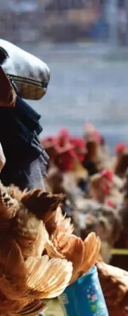  ??  ?? A worker inspects the flock for the plumpest chickens at a market in Qionghai, Hainan province