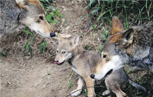  ?? GERRY BROOME / THE ASSOCIATED PRESS ?? Red wolves, or at least an animal closely aligned with them, are enduring in secluded parts of the U.S. Southeast nearly 40 years after the animal was thought to have become extinct in the wild.