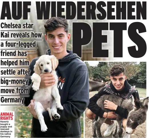  ??  ?? ANIMAL RIGHTS Havertz bought a puppy and rescued donkeys in his native Germany