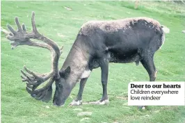  ??  ?? Deer to our hearts Children everywhere love reindeer