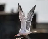  ?? KRISTEN ZEIS/STAFF ?? A Common Tern lands at Fort Wool in Hampton on July 7.