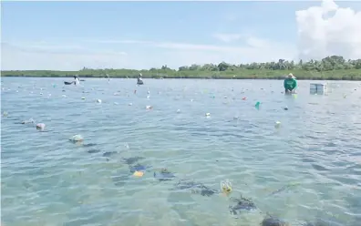  ?? ?? SHALLOW water seaweed farming in Bohol, Philippine­s.