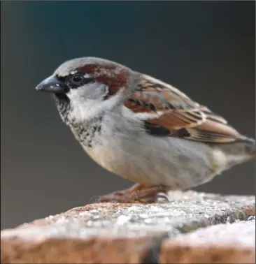  ??  ?? A sparrow.