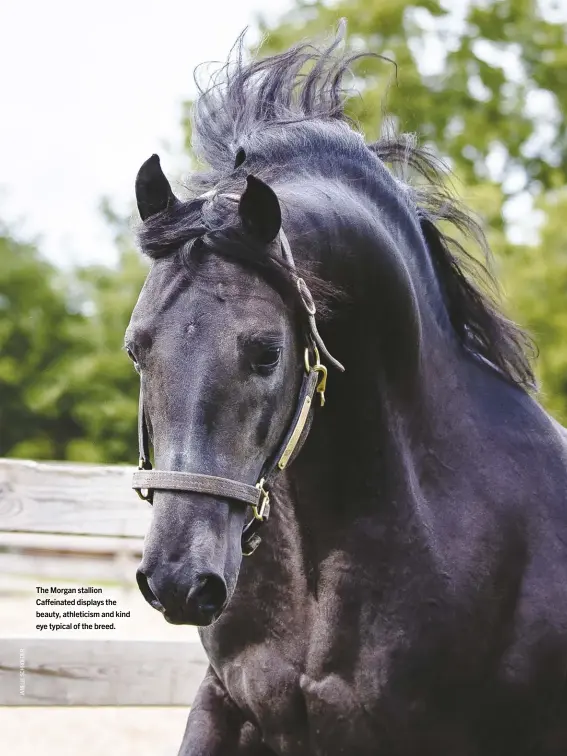 ??  ?? The Morgan stallion Ca einated displays the beauty, athleticis­m and kind eye typical of the breed.