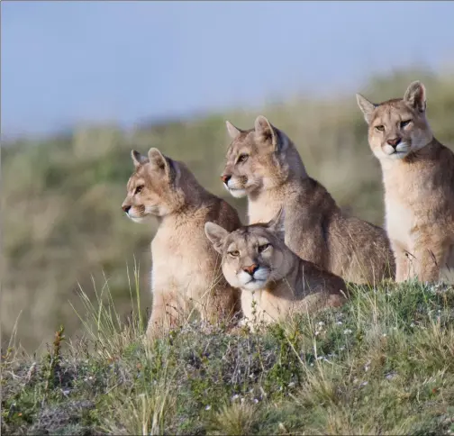  ?? PHOTOGRAPH: PAUL GAINS ?? Pumas are native to the mountains of North and South America. Seeing them in the wild in Patagonia means getting up at 4.30am but the experience of photograph­ing them is incomparab­le