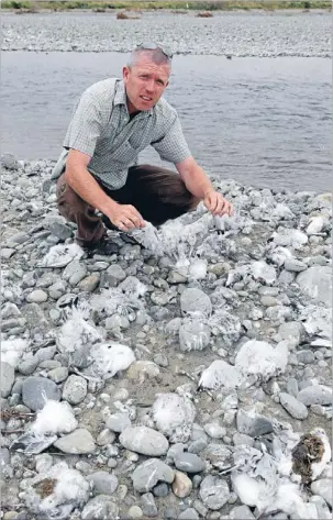  ?? Photos: DONSCOTT/FAIRFAX NZ ?? Ornitholog­ist Niall Mugan found 50 endangered black-billed gull chicks stoned to death on the Ashley riverbed on Christmas Eve.