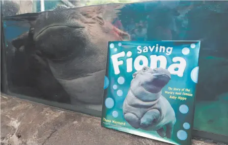  ?? CITIZEN NEWS SERVICE PHOTO BY JOHN MINCHILLO ?? In this June 26, 2018, photo Fiona, a baby Nile Hippopotam­us, sleeps in her enclosure beside a copy of Saving Fiona, posed for a photograph at the Cincinnati Zoo & Botanical Garden, in Cincinnati.